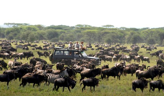 Migration Camp - Serengeti